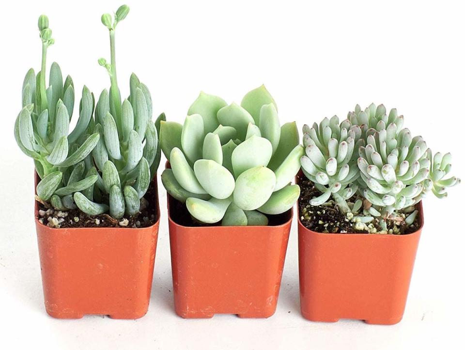 Succulents for Your Plant Collection