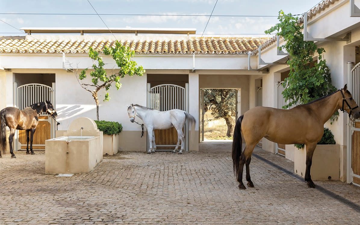 horses in a stable