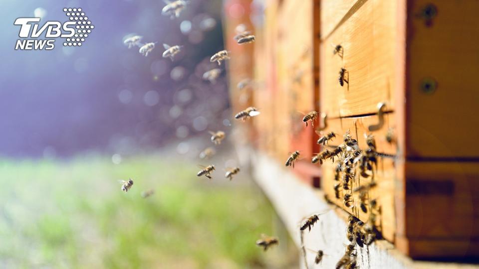 男子家中有10萬隻蜜蜂在天花板築巢。 (示意圖／TVBS)