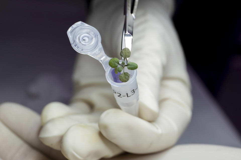 In this 2021 photo provided by the University of Florida, Institute of Food and Agricultural Sciences, a researcher places a thale cress plant grown during a lunar soil experiment in a vial for genetic analysis, at a laboratory in Gainesville, Fla. For the first time, scientists have used lunar soil collected by long-ago moonwalkers to grow plants, with results promising enough that NASA and others already are envisioning hothouses on the moon for the next generation of lunar explorers. (Tyler Jones/UF/IFAS via AP)