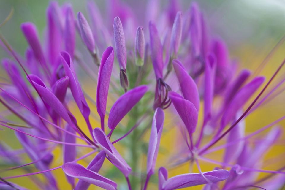 11) Spider Flower (Cleome hassleriana)