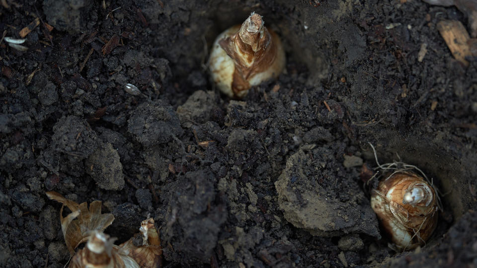 Daffodil bulbs being planted in soil