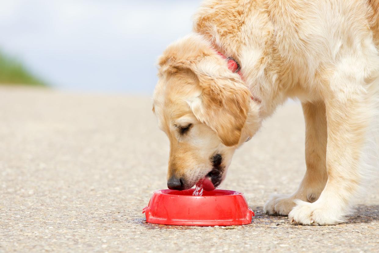 Golden Retriever drinking water