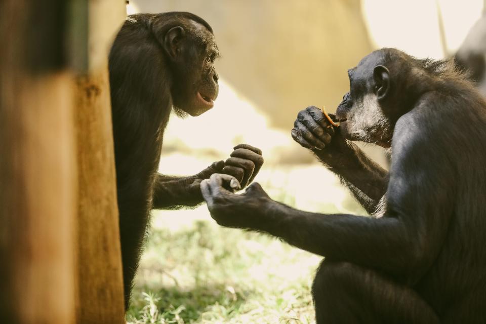 A couple of bonobo eat oranges in their exhibit at the Memphis Zoo on Tuesday, Oct. 10, 2023 at the Memphis Zoo in Memphis, Tenn.
