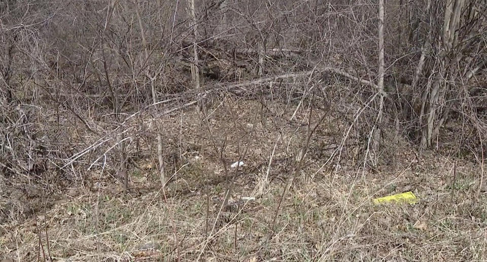 Thick woodland in Detroit where a four-month-old baby was found abandoned.