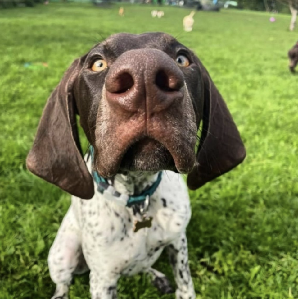 dog near the camera