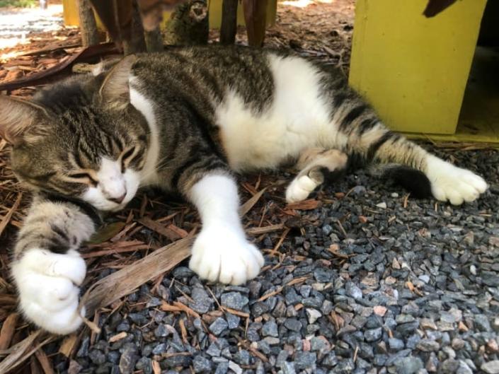 Billy Holliday, one of the six-toed cats of the Ernest Hemingway Home and Museum, where the American writer and 1954 Nobel prize winner lived with his wife Pauline in the 1930s in Key West, Florida on August 30, 2020