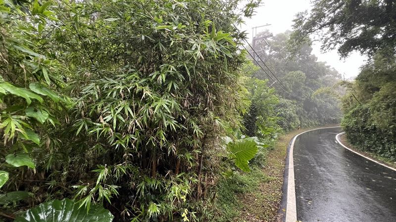 邱男當年被棄屍處，已經是茂密竹林。（圖／翻攝畫面）