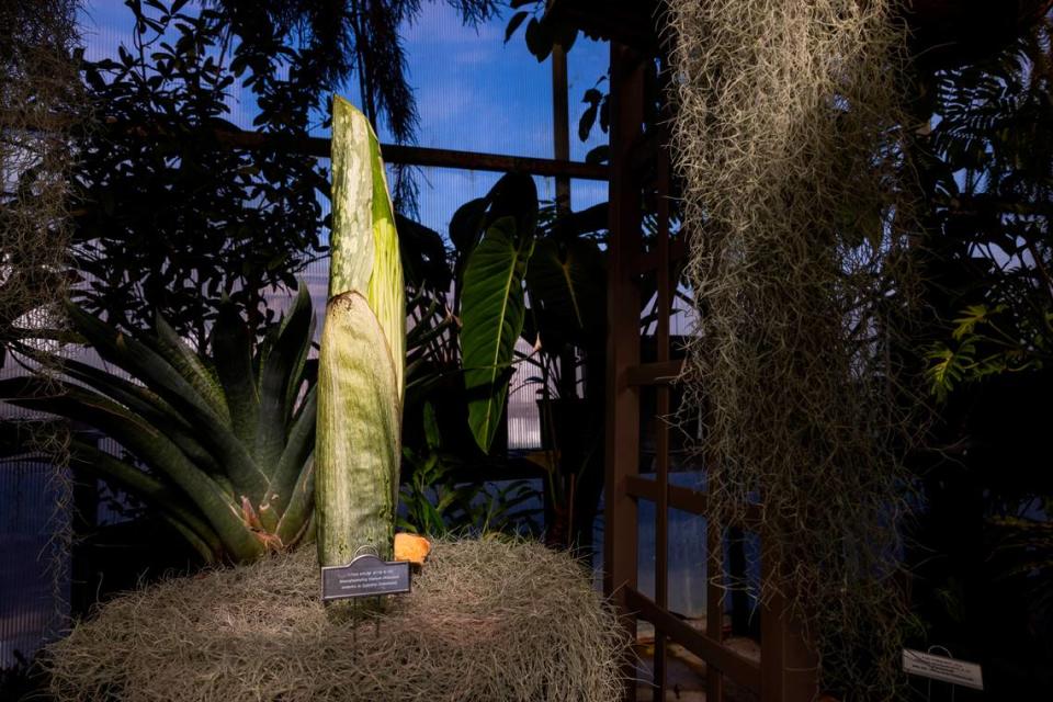 “Mongo,” App State’s corpse flower, came to the Department of Biology’s Greenhouse in 2011 as a gift from the Atlanta Botanical Garden. The plant is anticipated to bloom the week of Nov. 12, emitting a powerful stench.