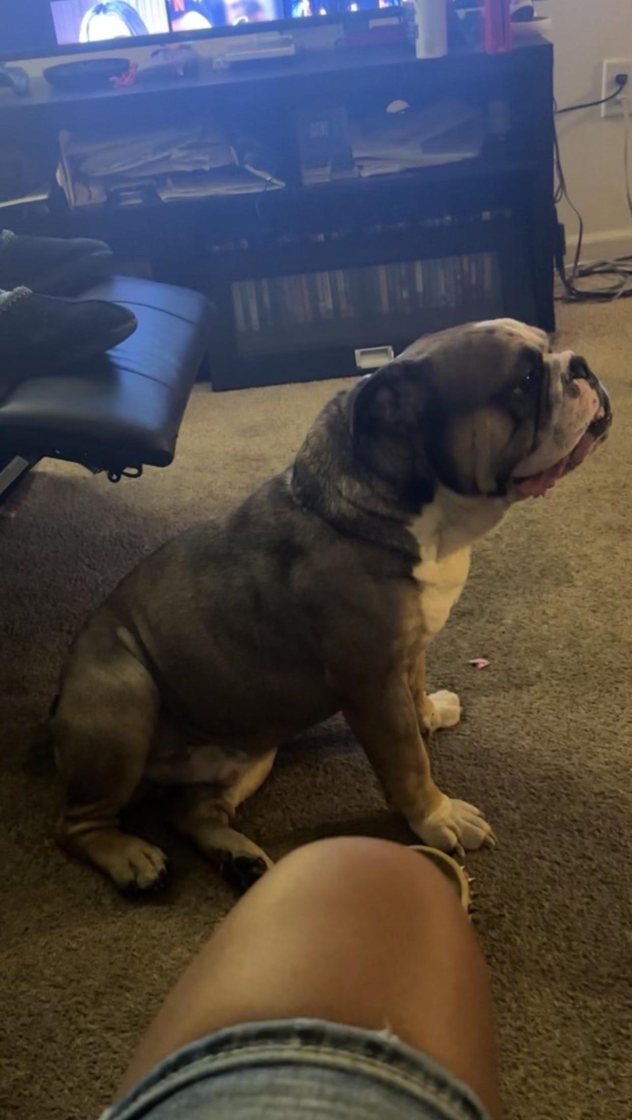 Duke, an English bulldog, at home in the days after he was reunited with his owner, Andrea Hudgins, on April 14, 2024. Duke had been missing for over two years.