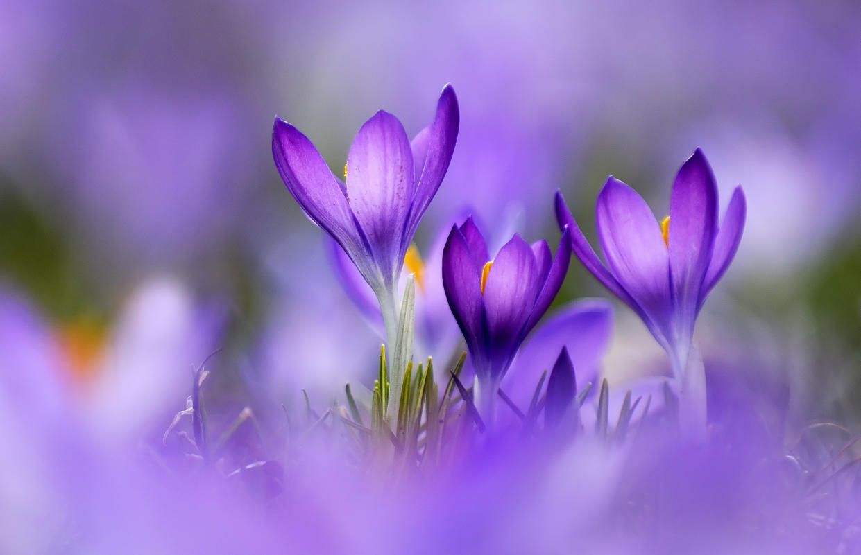 Violets in field. (Raimund Linke / Getty Images)