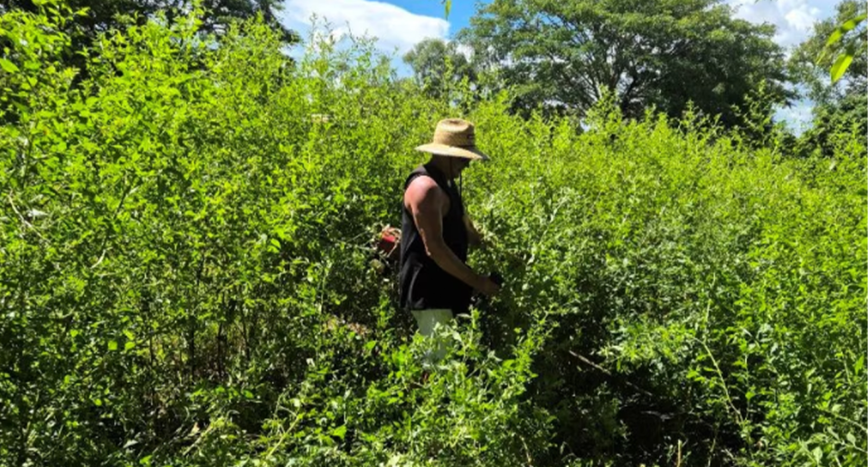 Stuart Wiggins is pictured trimming  the weeds that surrounded his mate's pub had grown three metres high in the town of Laura. 