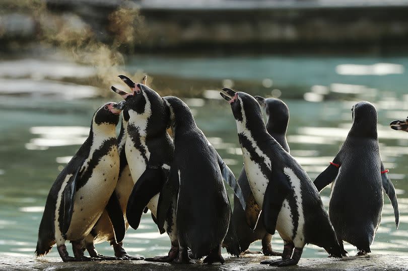 Humboldt Penguins breath in the freezing morning air inside their enclosure during a photocall at ZSL, London Zoo's annual 'Stocktake' on January 3, 2017