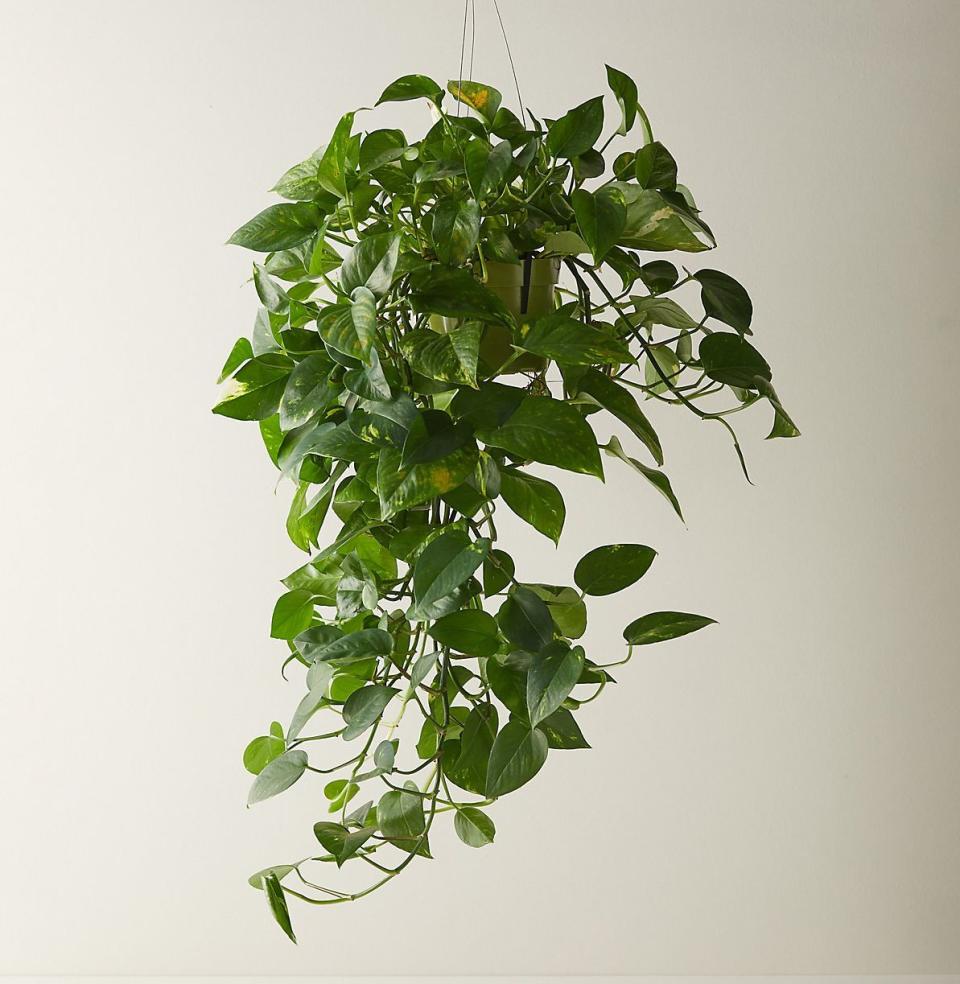 Pothos Plant