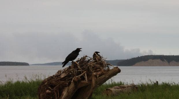 Smoke from a wildfire near Fort Simpson. The territory has seen 131 forest fires so far this year, affecting 114,174 hectares of land. (Hannah Paulson/CBC - image credit)