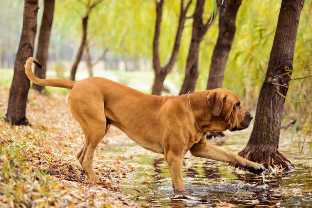 <p>Getty Images </p> The Fila Brasileiro is a determined hunter of unsurpassed strength and bravery.