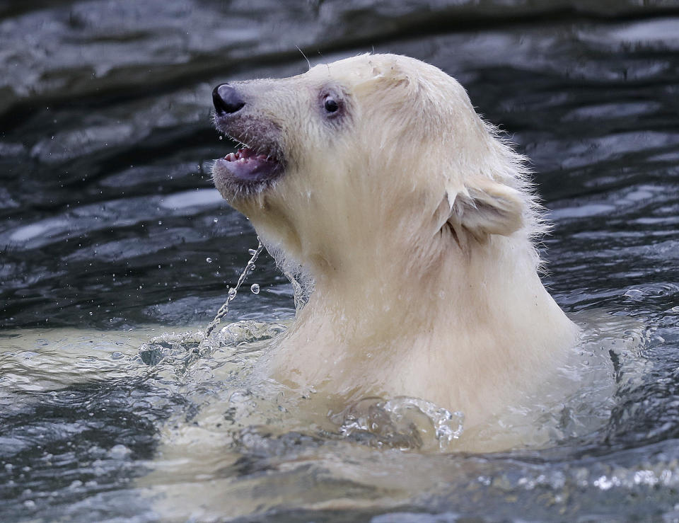 A female polar bear baby walks swims in its enclosure at the Tierpark zoo in Berlin, Friday, March 15, 2019. The still unnamed bear, born Dec. 1, 2018 at the Tierpark, is presented to the public for the first time. (AP Photo/Markus Schreiber)