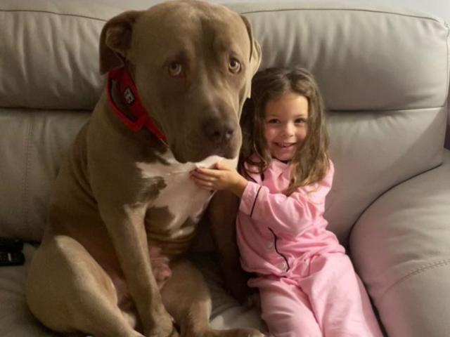 The families defending XL bully dogs: 'They're big friendly giants