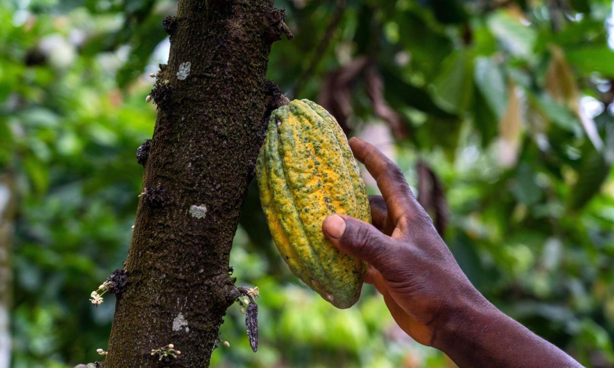 <span>Unlike many other crops, much of the world’s cacao supply is produced by smallholder farmers.</span><span>Photograph: Muntaka Chasant/Shutterstock</span>