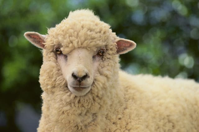 Whitefaced Sheep