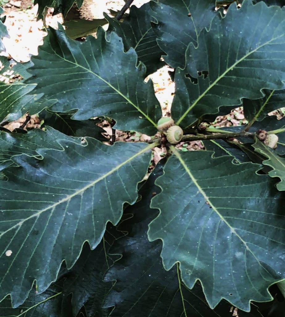 瀕危植物槲櫟，急需保護及復育。（圖/記者黃溎芬翻攝）