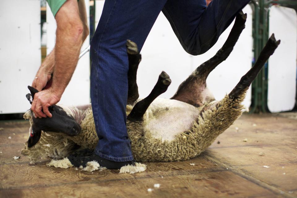 Drew of Australia shears a sheep in sheep shearing contest during day 2 of Calgary Stampede rodeo in Calgary