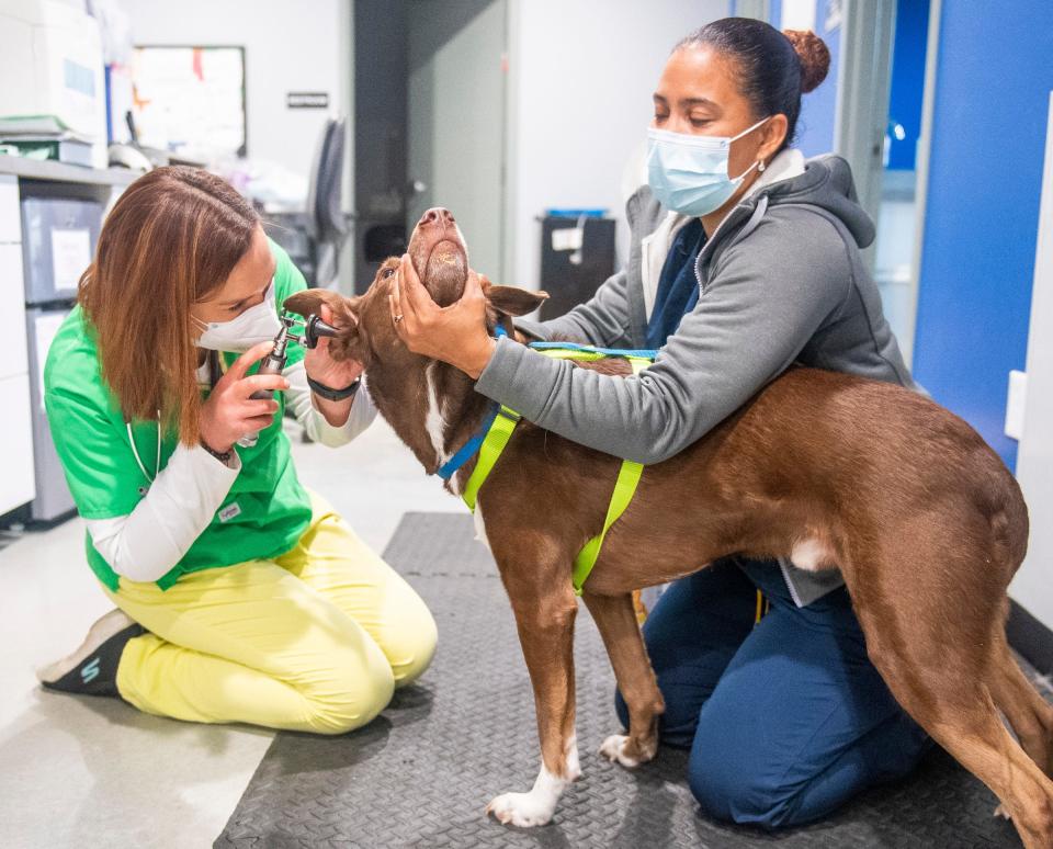 Dr. Sarah Nichol check out Clyde as Karen Parson keeps his head still at the Monroe County Humane Society's Nonprofit Veterinary Clinic and Outreach Center on Wednesday. (Rich Janzaruk / Herald-Times)