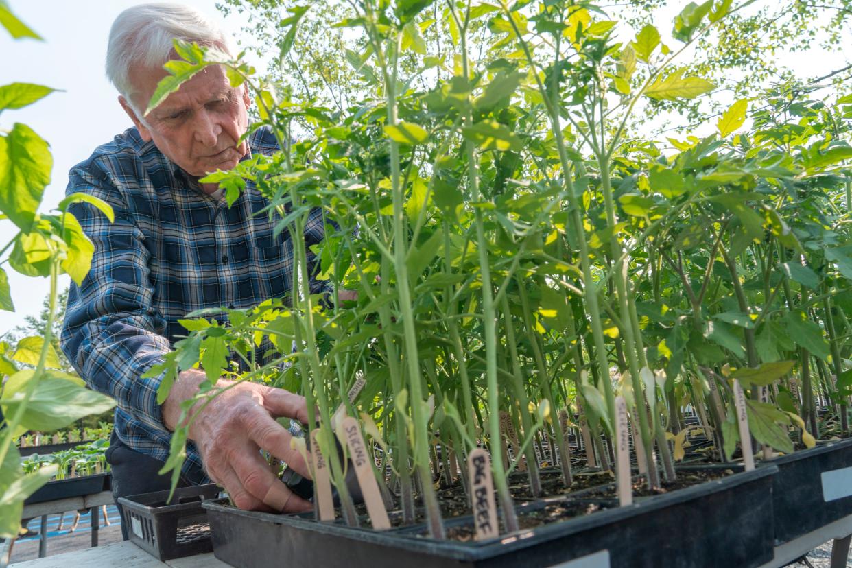 Bill Post, of Little Falls, looks through tomato plants to find one to take home at the annual plant sale at City Green in Clifton, NJ on Thursday May 11, 2023. City Green is a not for profit organization on a 5 acre farm which provides fresh vegetables to food deserts, an educational center and more.