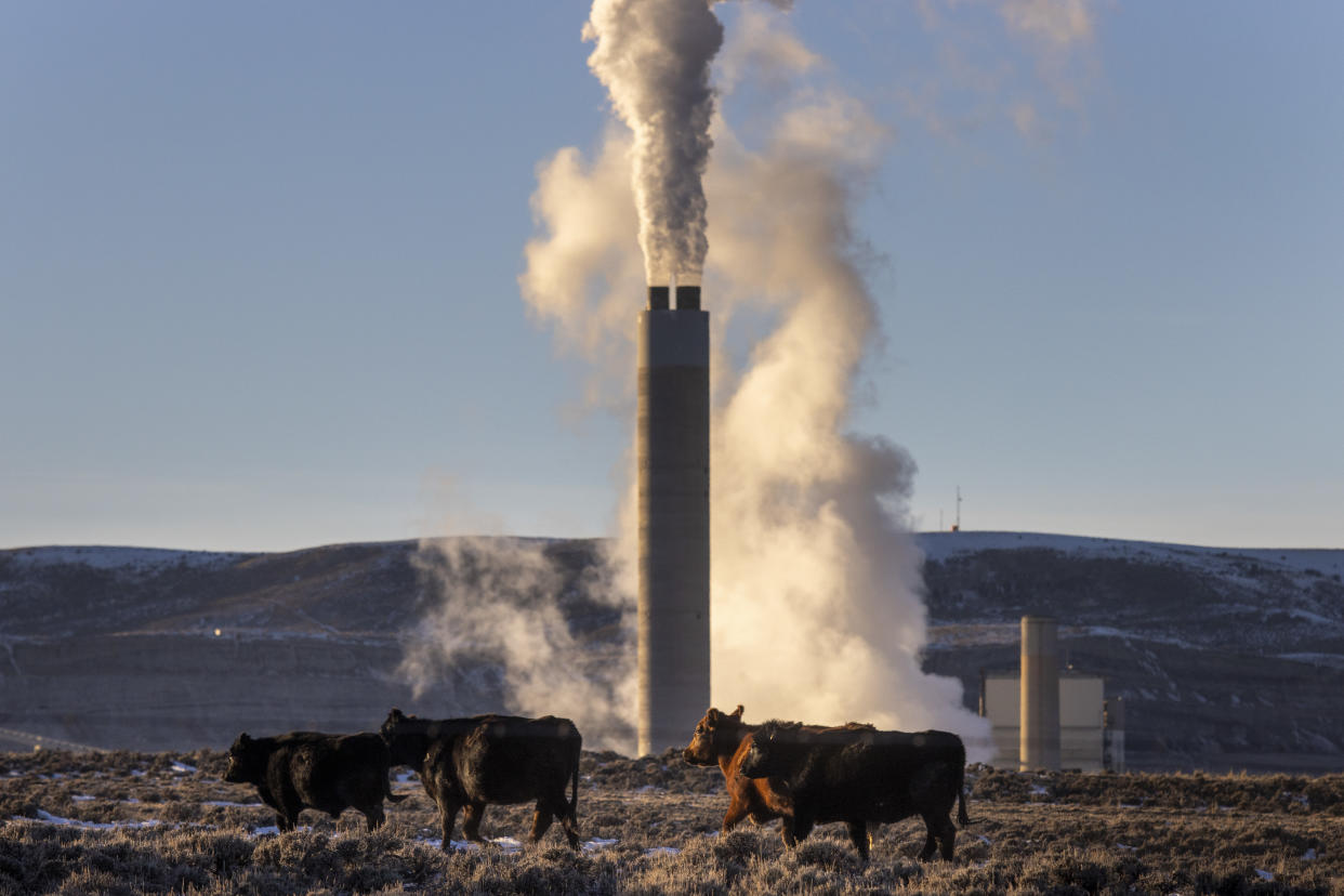 Several cows graze near a coal-fired power plant.