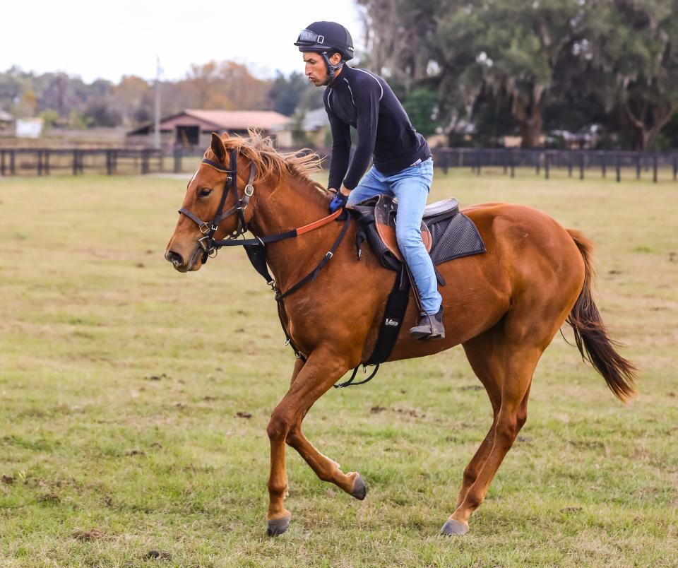 Tello Velasquez rides a yearling of Gail Rice's at Magic Oaks Farm in Citra on Tuesday. Rice bred Medina Spirit.