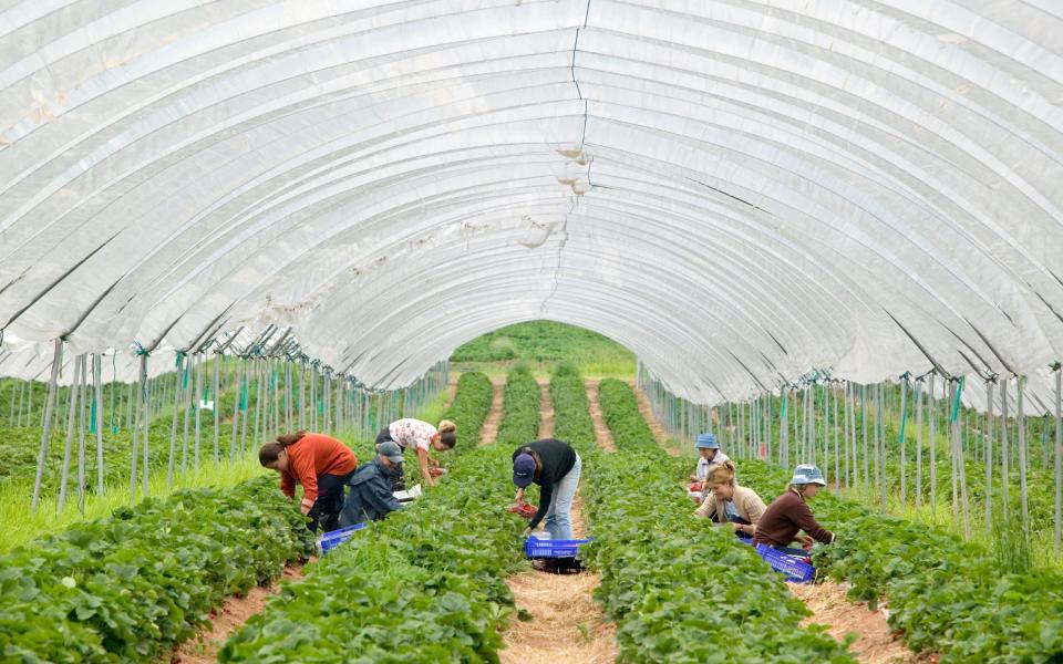 Modern day fruit picking in Shropshire - Alamy