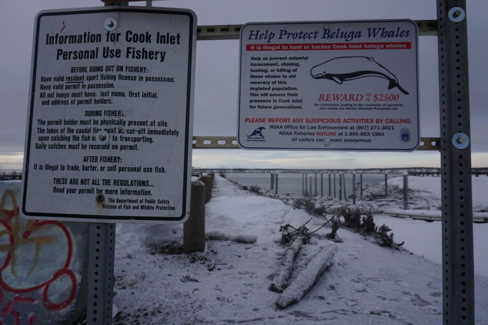 An informational sign at the Port of Alaka's small boat launch in Anchorage, seen on Jan. 27, 2023, advises users to avoid disturbing endandered Cook Inlet belugas. The beluga habitat, which includes the port, is in Alaska's most populous and developed region. (Photo by Yereth Rosen/Alaska Beacon)