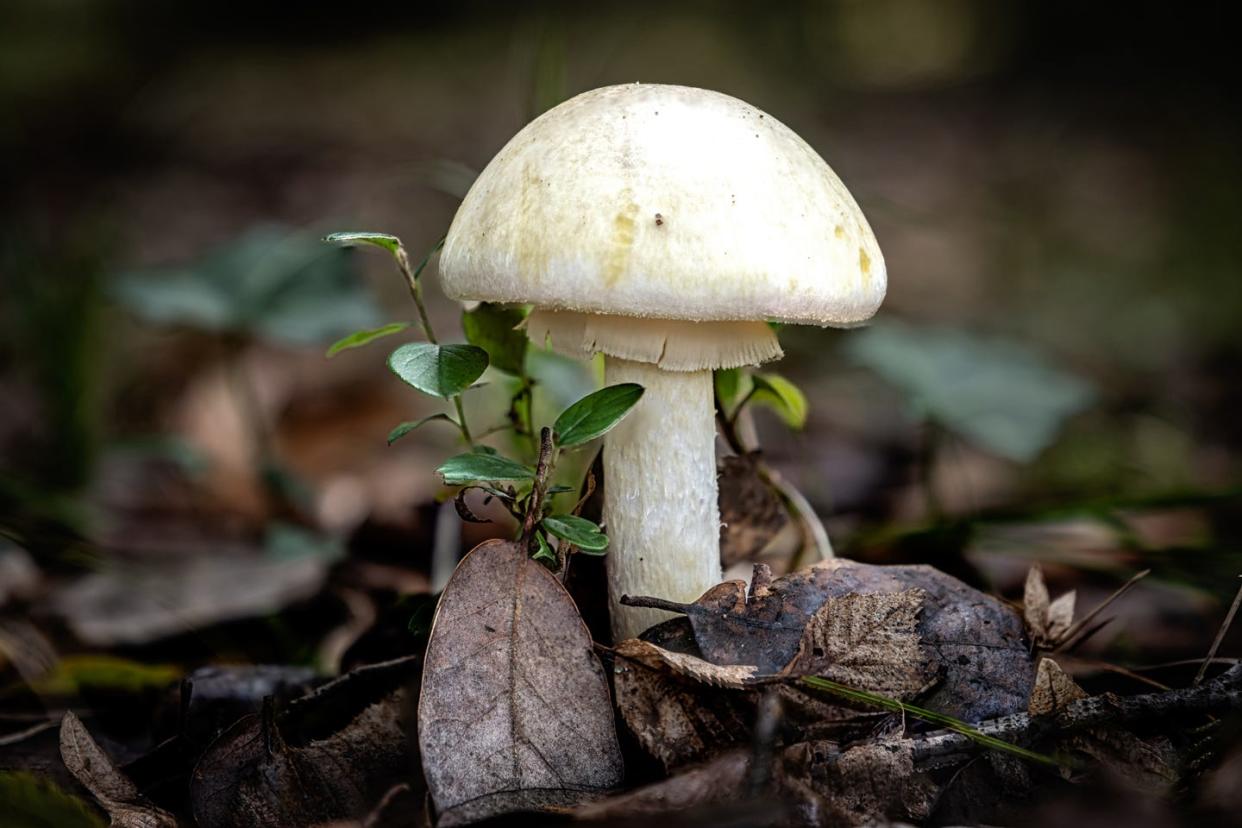 death cap mushroom, a species of amanita mushrooms, growing through the leaf mould of a forest floor in the dordogne region of france