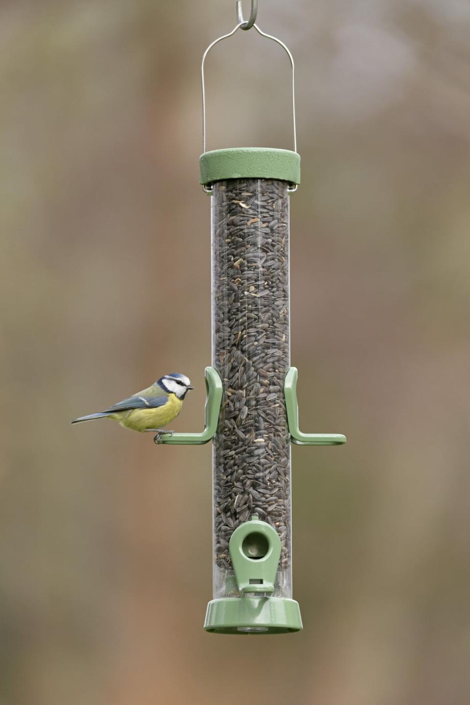 (RSPB/PA)