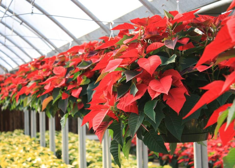 GARY BACHMAN/MISSISSIPPI STATE UNIVERSITY EXTENSION SERVICEPoinsettias are a popular holiday decorative plant.