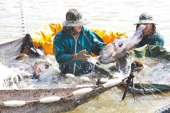 圖為合法養殖場抓石斑魚。（謝佳潾攝）