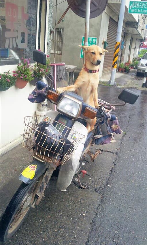 不少網友分享狗狗專業顧車的照片。（圖／翻攝自爆廢公社）