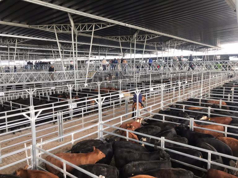 El valor máximo de la rueda fue de 340 pesos por kilo y se pagó por dos lotes de vaquillonas con 306 y con 314 kilos