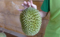 The Mao Shan Wang is the most popular among these five durians. With a light green and brownish husk, this durian can be identified by its thick and short thorns. Its ‘star’-shaped pattern, which forms at the bottom of the durian, also sets it apart from others. (Photo by: Erin Kimbrell/Yahoo Singapore)