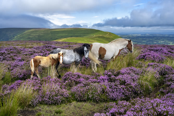 A foal and two adult horses stand in a field of purple heather, with rolling hills and a cloudy sky in the background