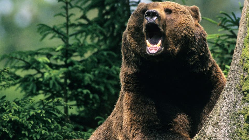 A brown bear is apparently on the loose in Siberia armed with two guns. Photo: AP