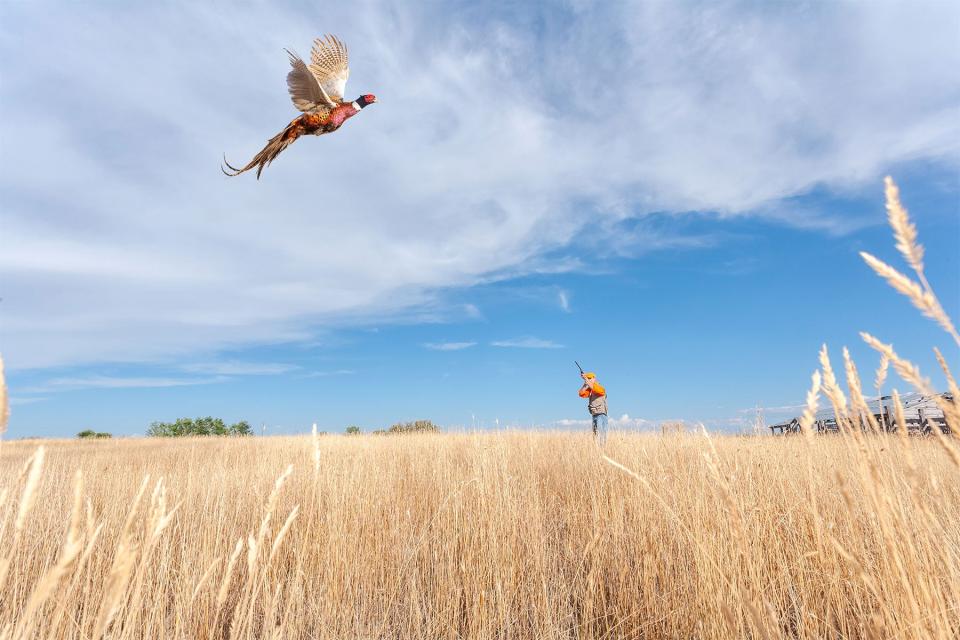 A rooster flies through an agricultural field while a hunter prepares to shoot.