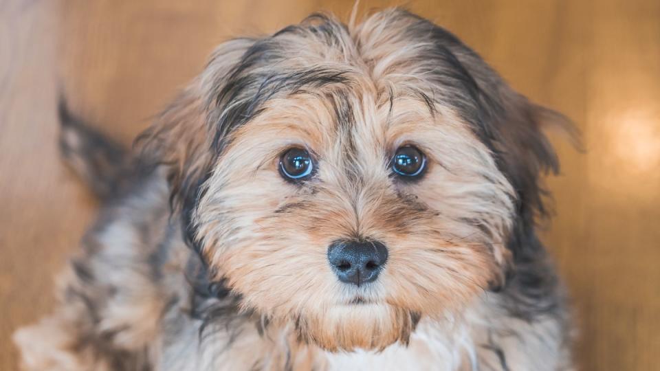 closeup shot of a cute adorable sad looking domestic shih poo type of dog indoors