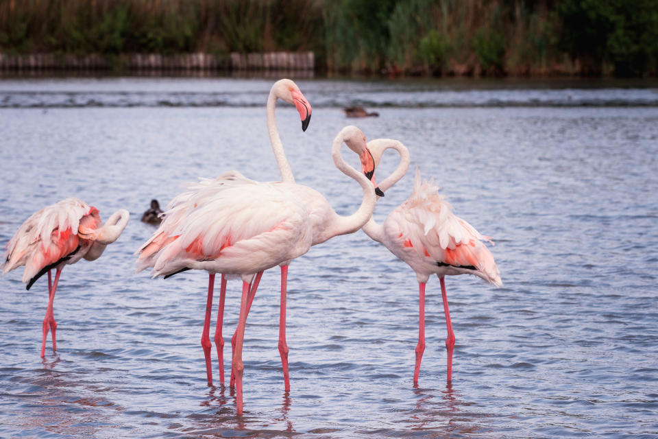 Pont de Gau bird sanctuary in Camargue. - Credit: Shutterstock