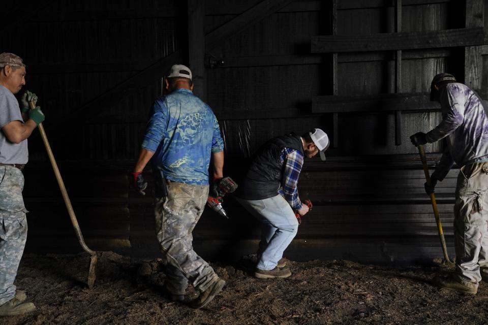 Contract workers Miguel Angel, left, Fernando Osorio Loya, second from left, and Fredy Osorio, right, all from Veracruz, Mexico, work with Jamie Graham, second from right, as they remove a piece of sheet metal from the inside of a tobacco barn, Tuesday, March 12, 2024, at a farm in Crofton, Ky. The latest U.S. agricultural census data shows an increase in the proportion of farms utilizing contract labor compared to those hiring labor overall. (AP Photo/Joshua A. Bickel)