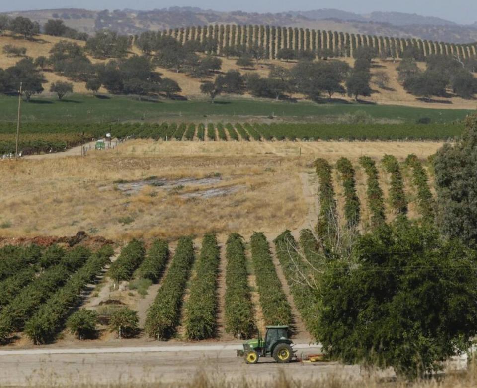 Workers harvest cabernet grapes at J. Lohr Vineyards & Wines near the Paso Robles Municipal Airport.