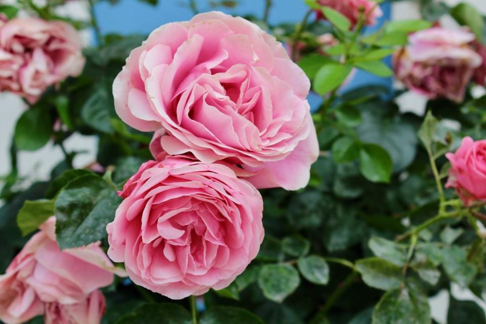 Close-Up Of Pink Roses Blooming Outdoors