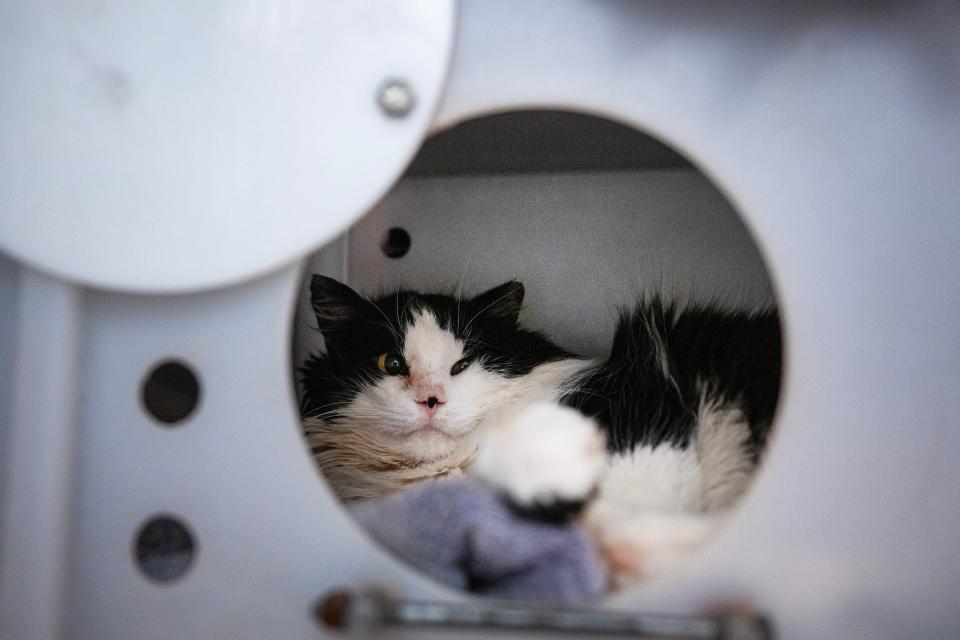 Victor Emmanuele, a working cat, huddles in an enclosure inside a kennel Thursday, March 16, 2023 at the Wisconsin Humane Society - Ozaukee Campus in Saukville, Wis. Working cats are available to be adopted by people looking for rodent control in barns, stables and warehouses. The program was developed for cats that have lived independently and outside who want to limit their interactions with people. The cats have been spayed or neutered.