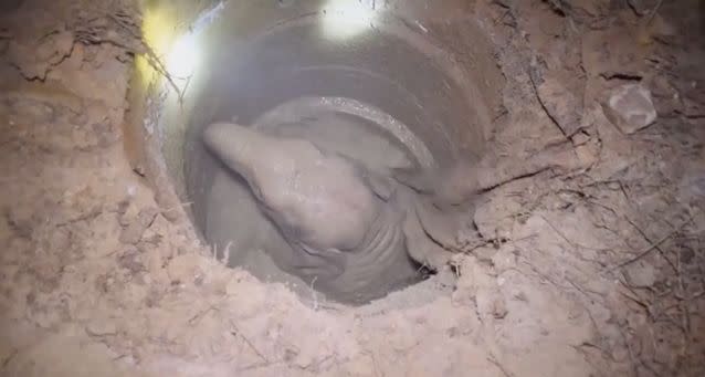 The baby elephant fell in the three-metre deep well early on Friday morning. Source: Department of National Parks, Wildlife and Plant Conservation via Storyful