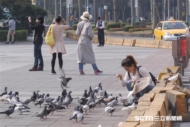 公園、廣場，幾乎都可見鴿子的蹤跡。（圖／資料照）